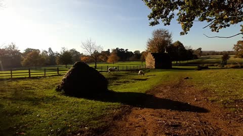 Belton Deer Park ( Belton House / Lincolnshire / National Trust )