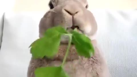 A rabbit who likes to eat vegetable leaves