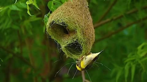 Baya weaver