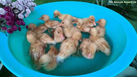 Baby Ducks Ducklings Swordtail Molly Goldfish Tiger Barb Halfmoon Betta Fish Cute animals Videos