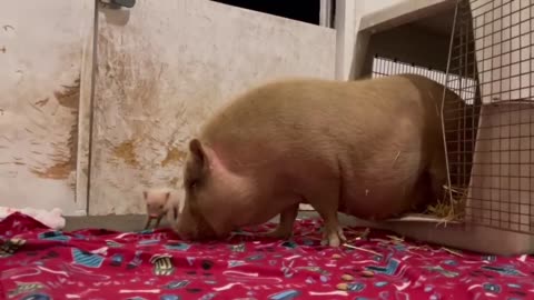 Rescued Mama Pig & Baby Piglet Talking to Each Other