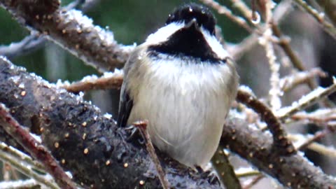 Chickadee