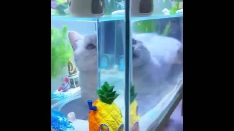 Cat enjoy with fish 🐟,# fish & cat 🐈,# cute 🥰 cat.