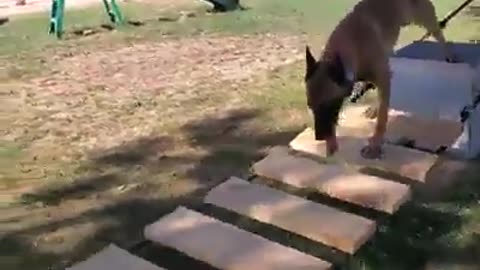 Dog Agility Course