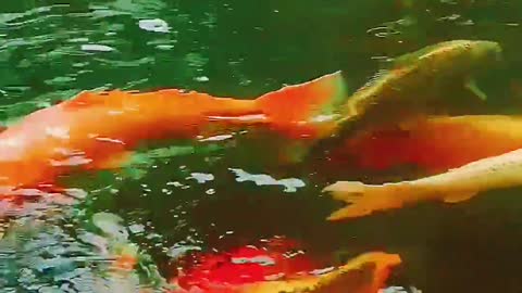 A group of cute little fish are swimming in the lake