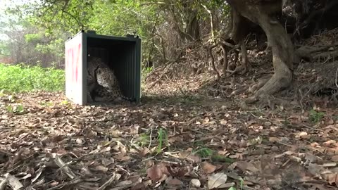 Reactions from Animals being freed for the very first time!