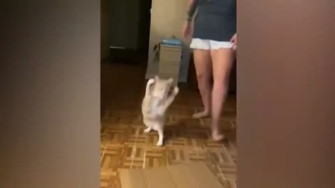 Cat Gets Annoyed Runs Backward With Hands Up