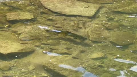 Spawning Salmon Humber River Toronto 3