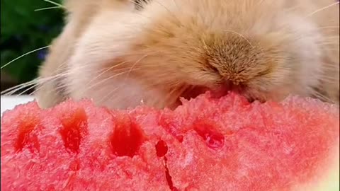 watermelonsugar #watermelon #cute