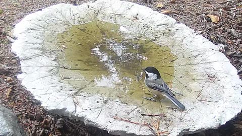 Chickadees in the Birdbath featuring Swampy Strat by Paul Clifford