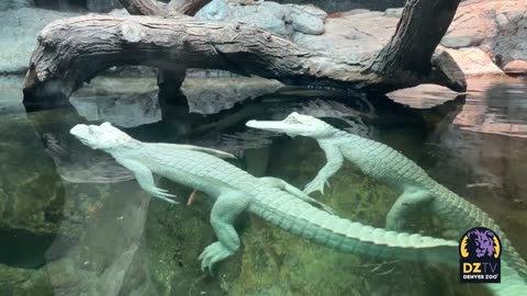 Two Albino Alligators