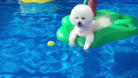 Bichon on a tube in the pool