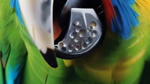 Parrots Trying to Eat with Utensils