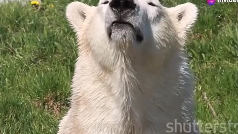 Polar Bears Kings of the Arctic Survival