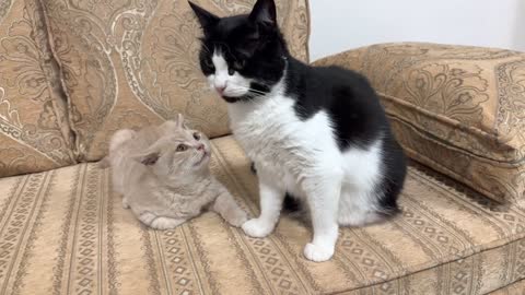 Cat Lovingly Grooms Kitten