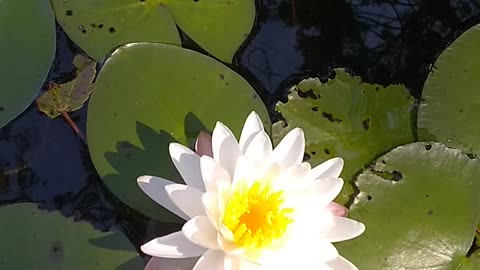 Water Lily