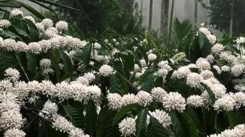 Coffee plants in bloom