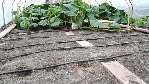 Timelapse | From seed to 600kg Giant Pumpkin