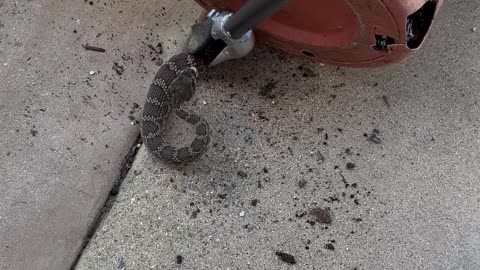 Finding a Rattle Snake Hidden in a Flower Pot