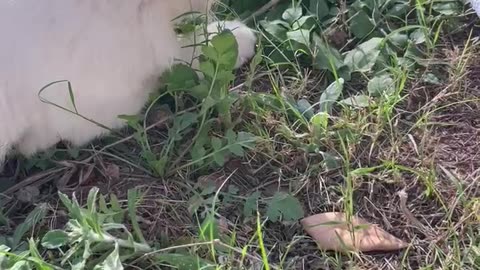 Cat Plays With Mouse Outside Cute Funny Animals