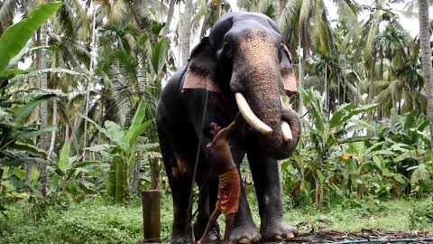 Elephant Training