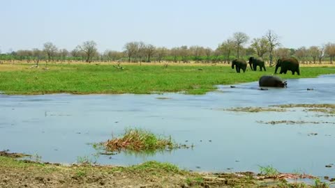 4K AFRICAN ANIMALS !! RHINOS AND HIPPOS !! 2 HOUR AFRICAN WILDLIFE !!!!