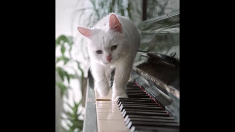 Cat Music