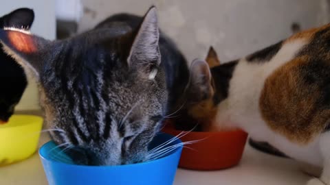 Cat family eating something