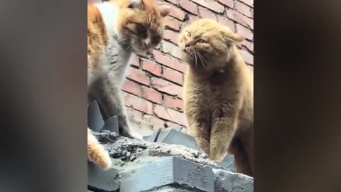 Best funniest animals videos 2024