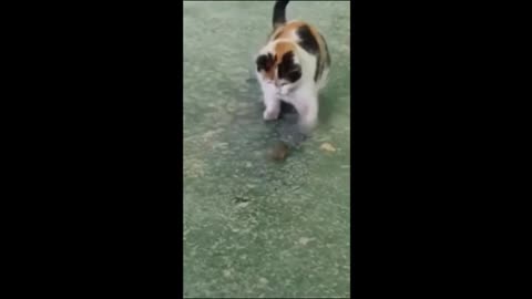 Funny and cute cats