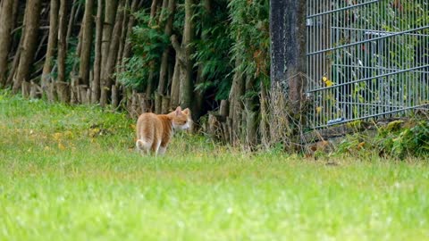 Cat Animal Domestic Animal Cute To Stroll Nature