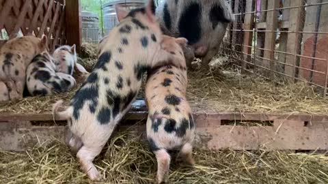 Playful Piglets Disturb the Pen