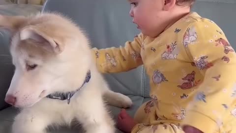 Dog vs. Baby: The Ultimate Tug-of-War Championship!