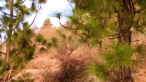 Music | With Green back ground Elum Jowar Buner Kpk Pakistan