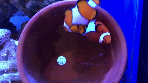 Clownfish Laying Eggs