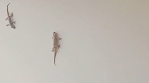 Crazy Lizard fight | Funny Lizards