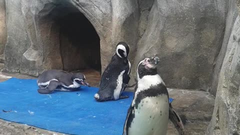 penguin