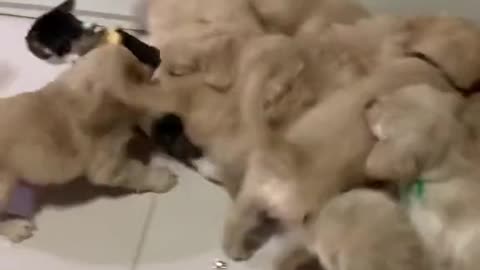 Puppies attacked on Cat its great escape