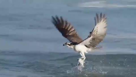 nature photography eagle catching food