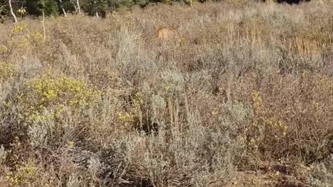 Mountain Lion stalks elk hunter in Idaho Saved by Glock27 warning shots