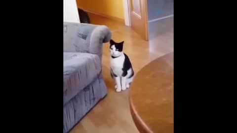 Funny video cute cats😸😸