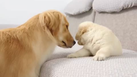 Golden retriever meet puppy just like him for first time