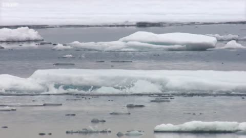 Hungry Polar Bear Ambushes Seal | The Hunt | BBC Earth