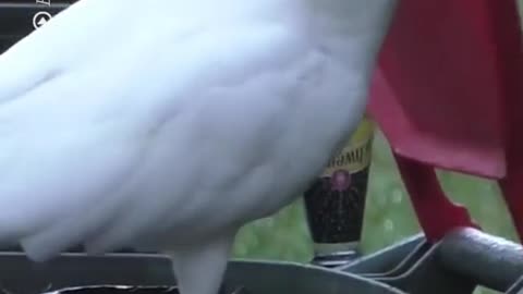 Cockatoos have learnt to pry open bins to steal rubbish.