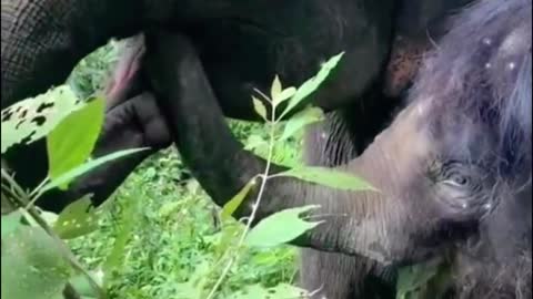 The hair of this elephant is not a little long, unlike other elephants