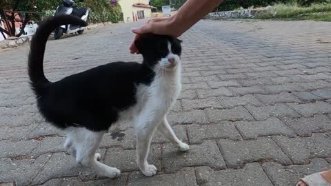 Two sister cats are so cute and friendly but so hungry