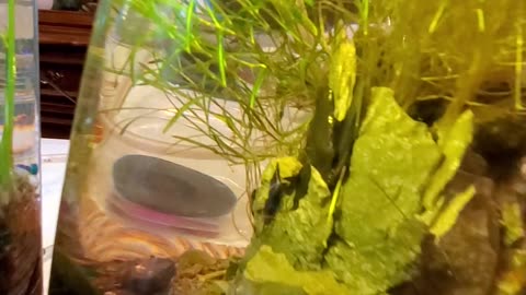 fresh water shrimps, Caridina. 3 Betta Splender.