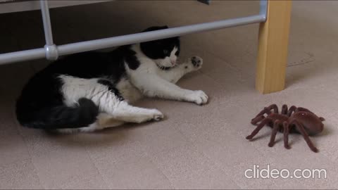 cat with spider at home