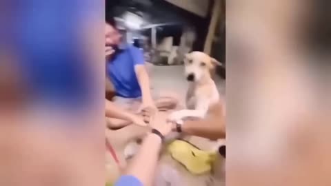 Funny Cats and Dogs - Funny Animal Videos 2023: Funniest Animals