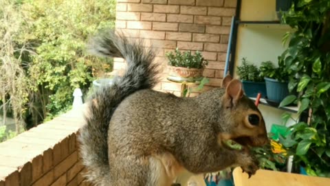 My sweet friendly Mika The Squirrel 🐿️❤️ love her much